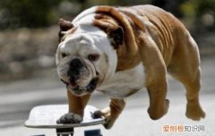满脸皱纹的狗叫什么狗品种 满脸皱纹的狗叫什么狗