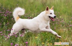 狗为什么双手捂脸 狗狗为什么用前脚捂脸