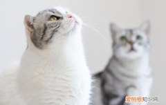 猫不想养了送到哪里 猫不想养了可以送宠物店吗