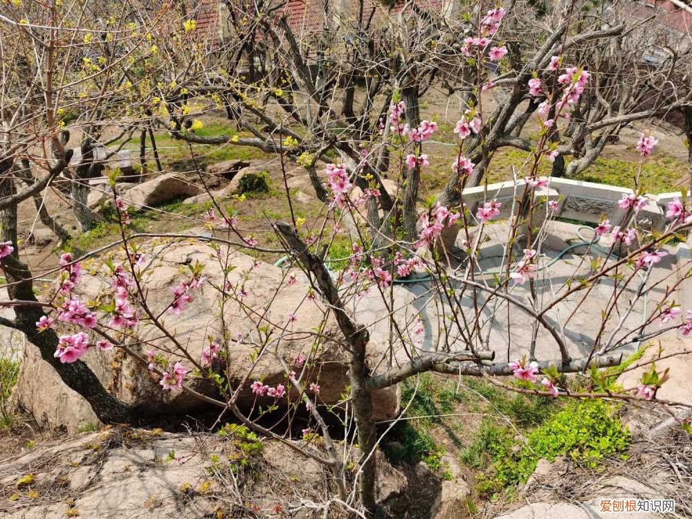 桃花树几天浇水 桃花怎么浇水，盆栽桃花多久浇水一次