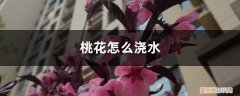 桃花树几天浇水 桃花怎么浇水，盆栽桃花多久浇水一次