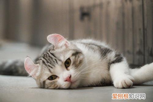 猫咪眼睛发炎是什么引起的 猫咪眼睛发炎