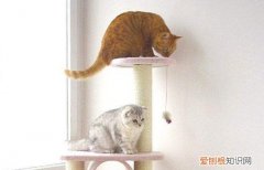 猫咪软便和拉稀的区别 猫咪软便和拉稀