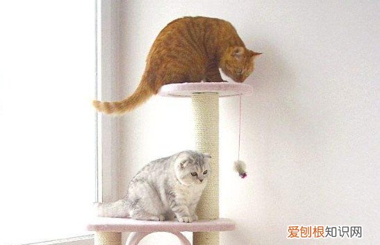 猫咪软便和拉稀的区别 猫咪软便和拉稀
