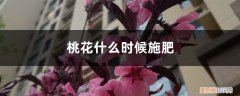 桃树花期施什么肥 桃花什么时候施肥，桃花盆栽施肥方法