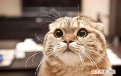 猫咪发腮和不发腮的区别图 猫咪发腮