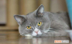 小猫吃啥长胖 小猫长得胖的食物