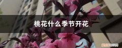 什么季节开桃花? 桃花什么季节开花，桃花促花方法
