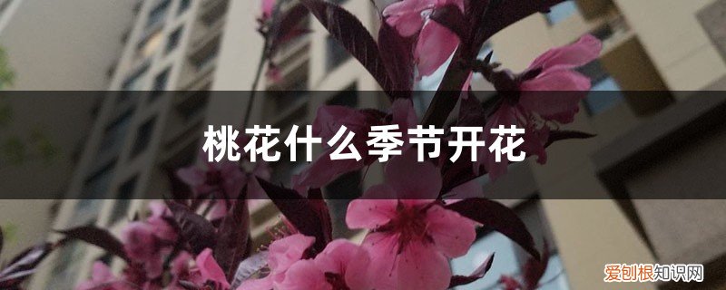 什么季节开桃花? 桃花什么季节开花,桃花促花方法