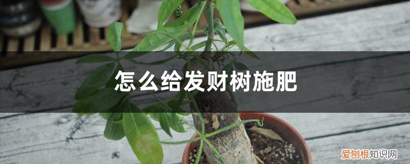 发财树肥料放多了怎么办 怎么给发财树施肥，施肥太多叶都干了怎么办