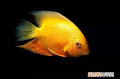 鹦鹉鱼变白了怎么回事 鹦鹉鱼变白恢复