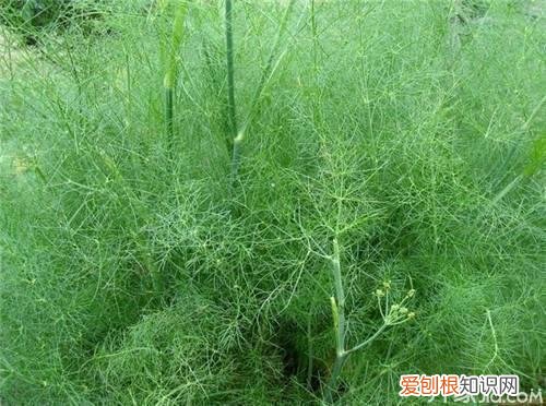 茴香菜的功效茴香菜图片鉴赏