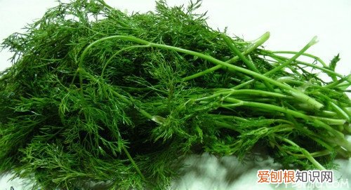 茴香菜的功效茴香菜图片鉴赏