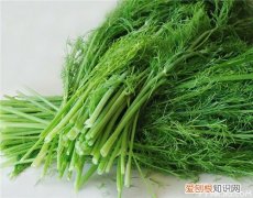 茴香菜的功效茴香菜图片鉴赏