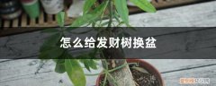 怎么发财树盆栽换土 怎么给发财树换盆，换盆用什么土好