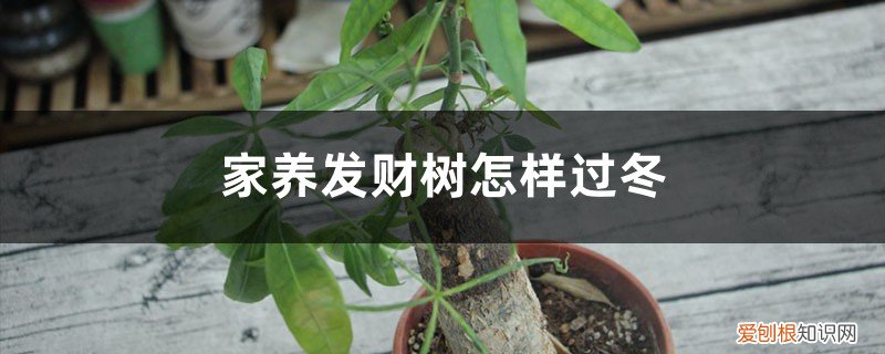 家养发财树怎样过冬,能用硫酸亚铁水浇吗 家养发财树怎样过冬，能用硫酸亚铁水浇吗