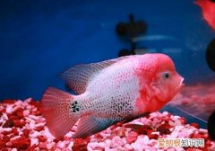 罗汉鱼颜色好看吗 罗汉鱼颜色好看