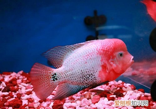罗汉鱼颜色好看吗 罗汉鱼颜色好看