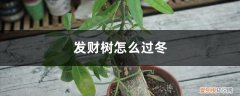 发财树叶子冬季发黄怎么办? 发财树怎么过冬，叶子发黄是怎么回事
