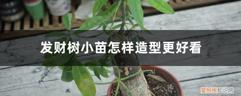 发财树小苗图片 发财树小苗怎样造型更好看,有粘液是怎么回事