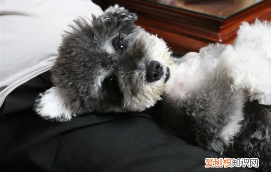 雪纳瑞一生认几个主人雪纳瑞多久洗一次澡 雪纳瑞忘记旧主人要多长时间