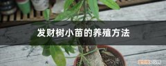 盆栽发财树什么时间打顶与如何操作 发财树小苗的养殖方法，小苗什么时候打顶