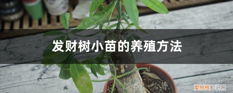 盆栽发财树什么时间打顶与如何操作 发财树小苗的养殖方法，小苗什么时候打顶