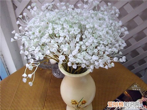 满天星花怎么养满天星养殖有讲究