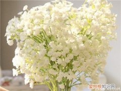 满天星花怎么养满天星养殖有讲究