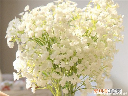 满天星花怎么养满天星养殖有讲究