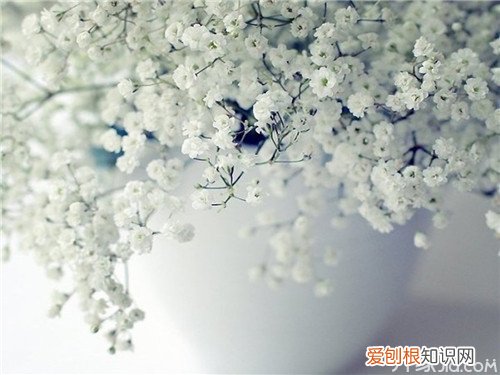 满天星花怎么养满天星养殖有讲究