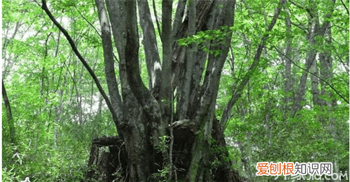 青冈树用途有哪些青冈树药用价值介绍