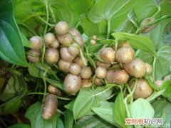 山药豆种植技术山药豆的营养价值
