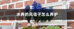 风信子可以直接用水养吗 水养的风信子怎么养护，风信子水养好吗
