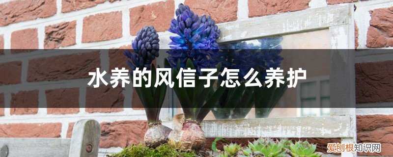 风信子可以直接用水养吗 水养的风信子怎么养护，风信子水养好吗
