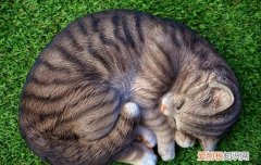 猫咪怀孕怎么看出来 猫咪怀孕