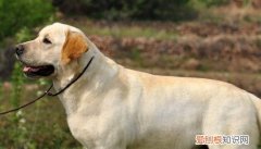 毛色鲜亮的意思 毛色亮