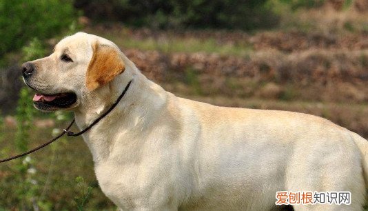 毛色鲜亮的意思 毛色亮