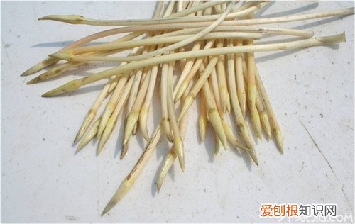 藕带怎么种才能高产 藕带种植技术