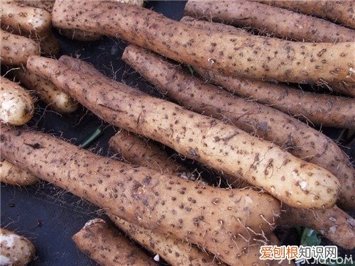 山药种子怎么种 适期播种很重要