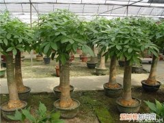 发财树叶子有黄斑 发财树遇到虫害如何处理