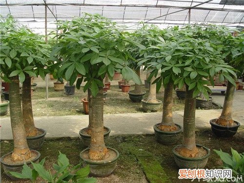 发财树叶子有黄斑 发财树遇到虫害如何处理