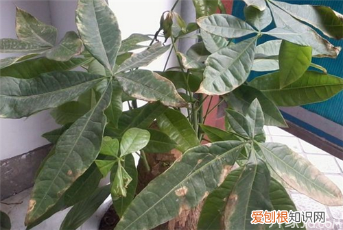 发财树叶子有黄斑 发财树遇到虫害如何处理