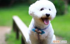 狗狗几个月可以怀孕生产 狗狗几个月可以怀孕