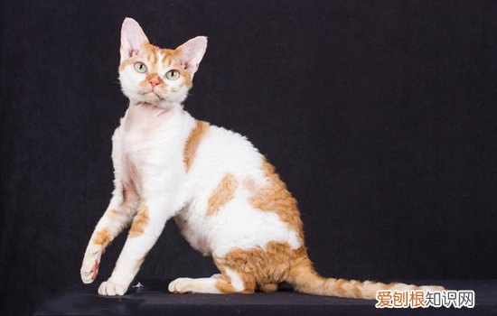 德文卷毛猫什么颜色贵 德文猫什么颜色最贵