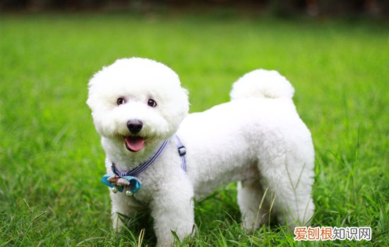 幼犬能吃什么食物和水果 幼犬能吃什么食物