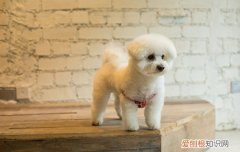 狗狗吃了一颗葡萄籽要紧吗 狗狗吃了葡萄籽有事吗