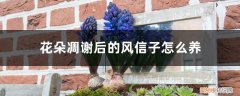 风信子花谢了还能长吗 花朵凋谢后的风信子怎么养，开花后第二年还能开花吗