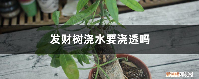 发财树水浇多了该怎么办 发财树浇水要浇透吗,浇水多了怎么办