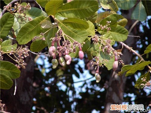 腰果树种植方法腰果的营养价值